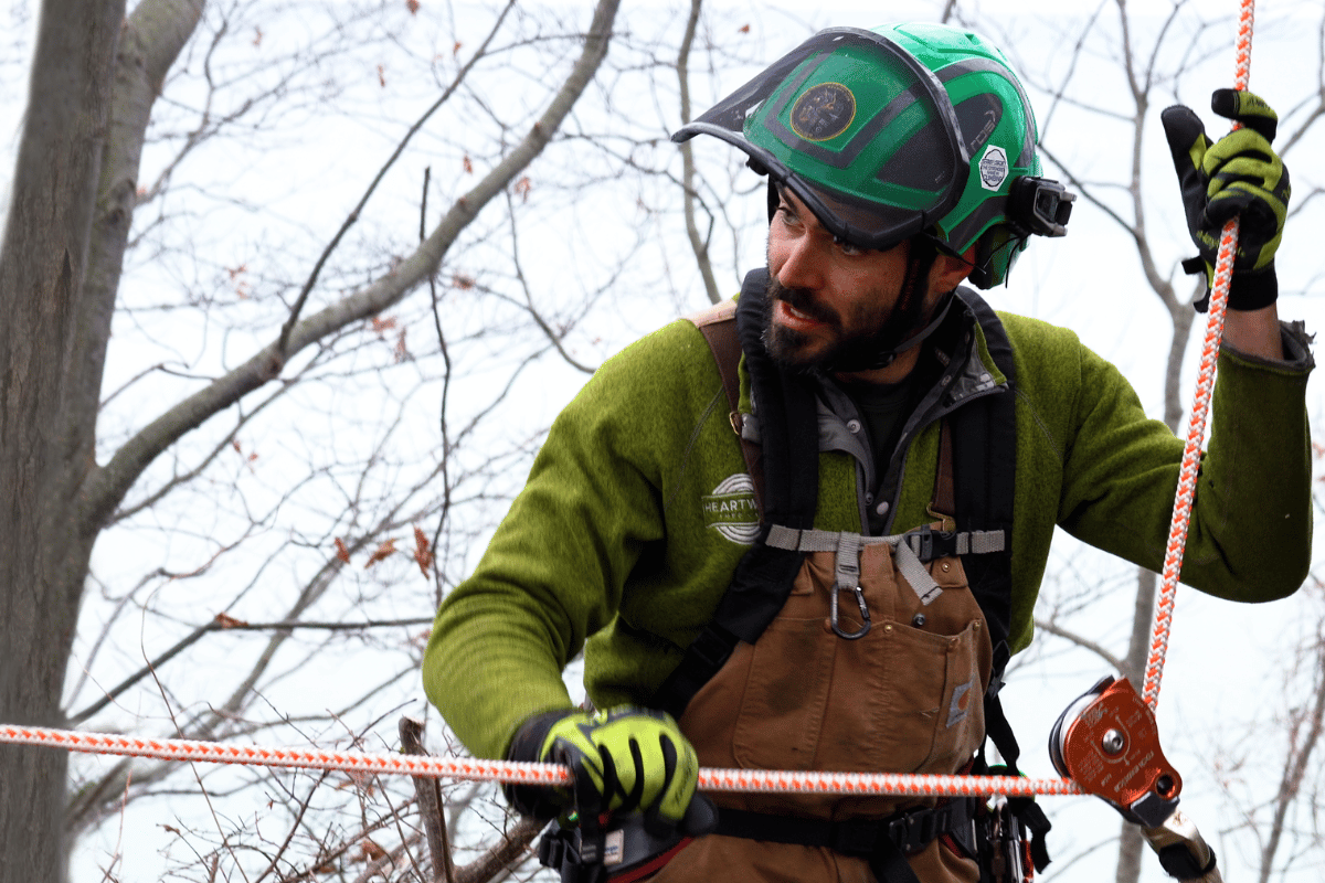 arborist rigging