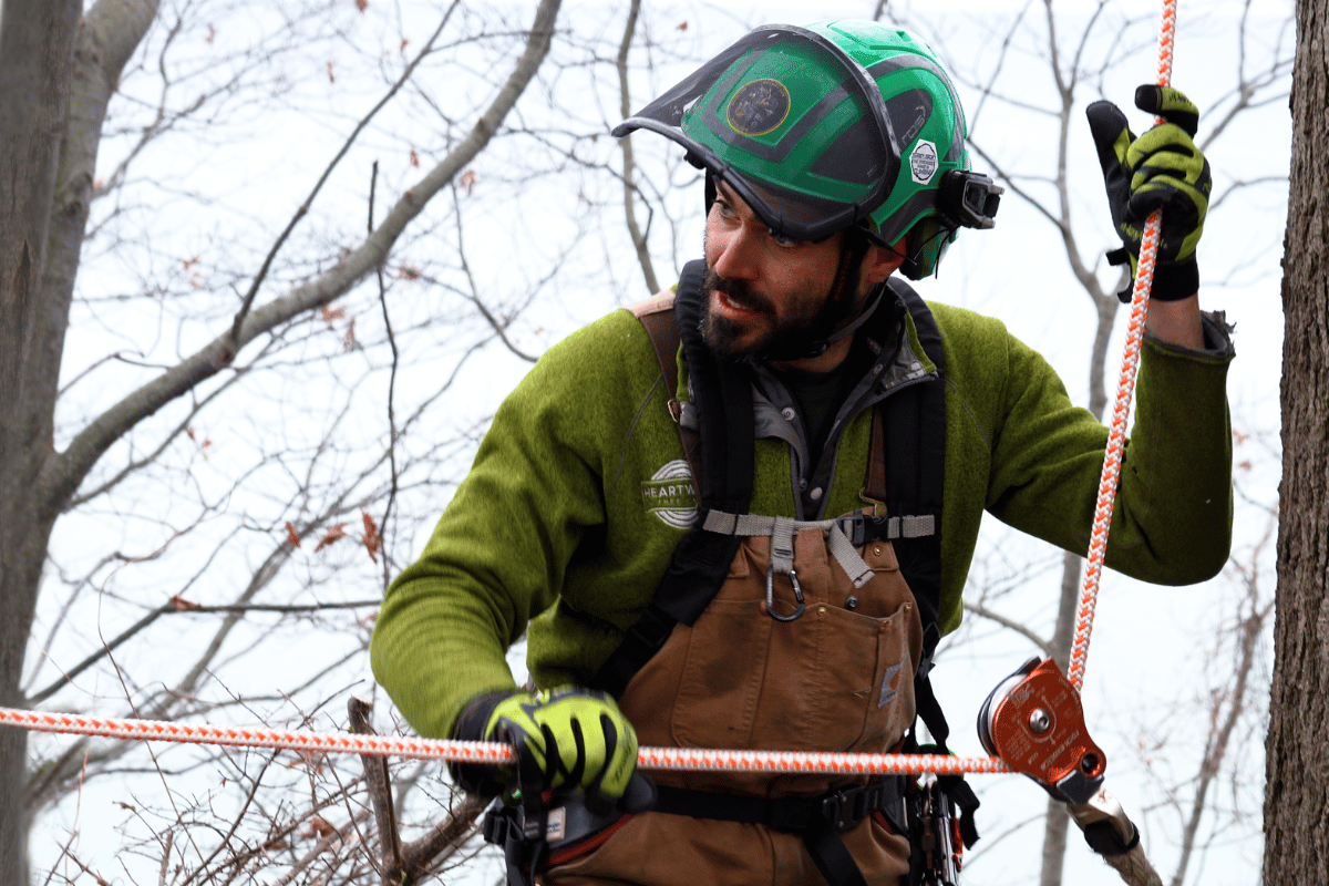 inspectingarboristrope